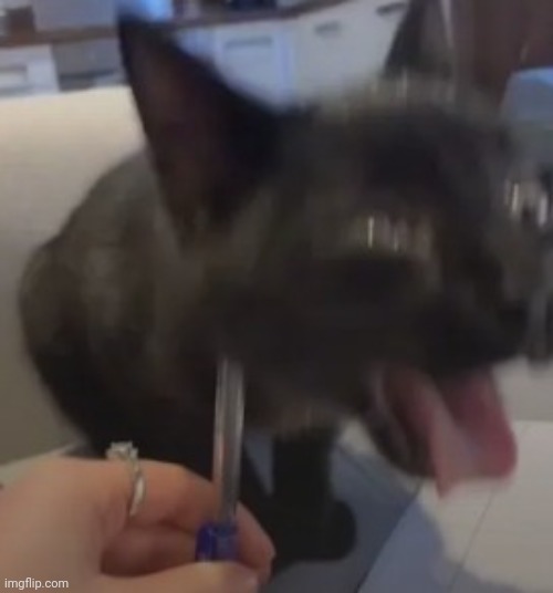 When the | image tagged in when the | made w/ Imgflip meme maker