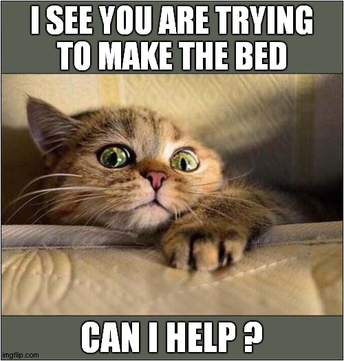 A Helpful Cat ? | I SEE YOU ARE TRYING
TO MAKE THE BED; CAN I HELP ? | image tagged in cats,bed,help | made w/ Imgflip meme maker