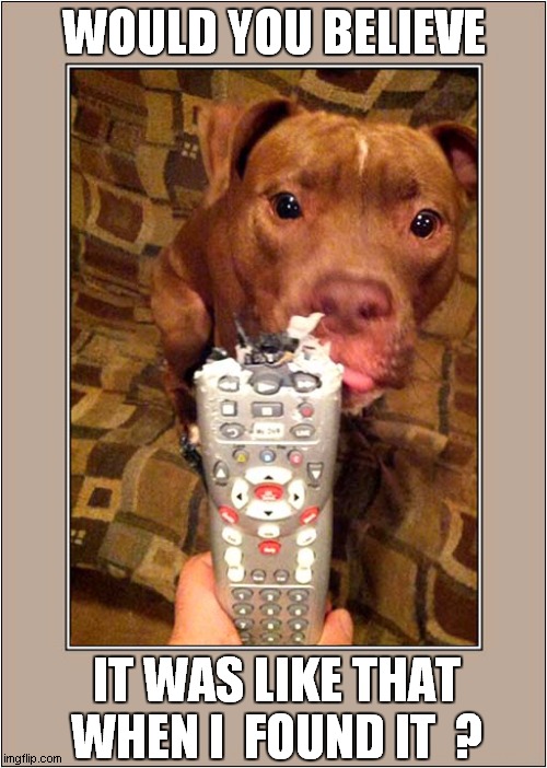 An Innocent Dog ? | WOULD YOU BELIEVE; IT WAS LIKE THAT WHEN I  FOUND IT  ? | image tagged in dogs,chewing,remote control | made w/ Imgflip meme maker