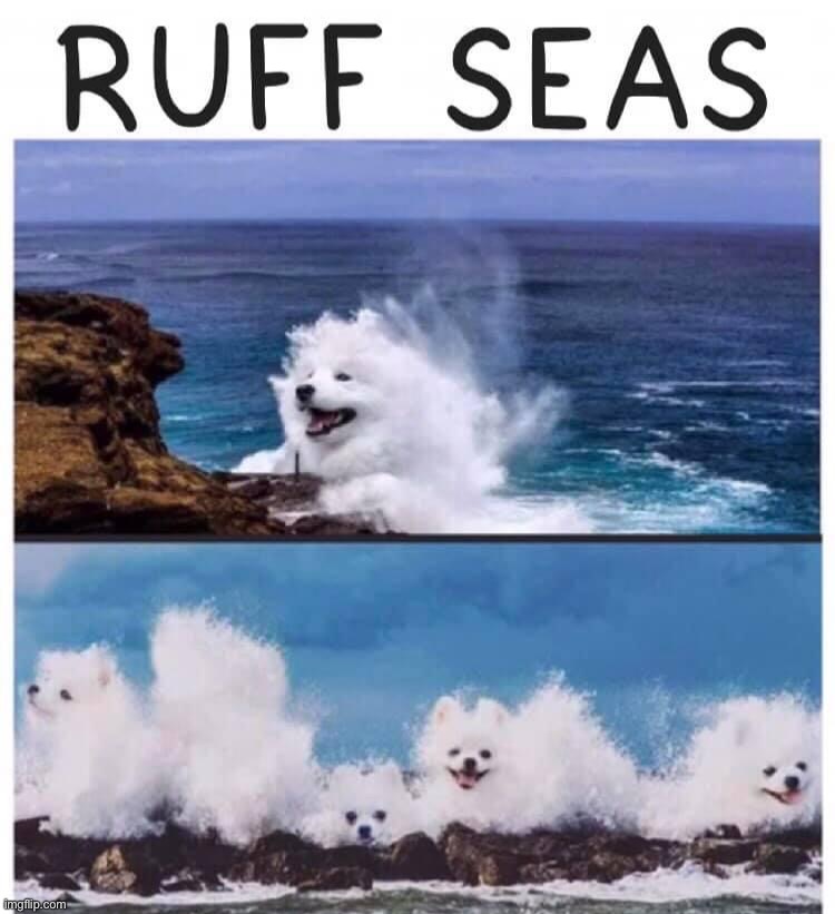 Ruff Seas | image tagged in ruff seas | made w/ Imgflip meme maker