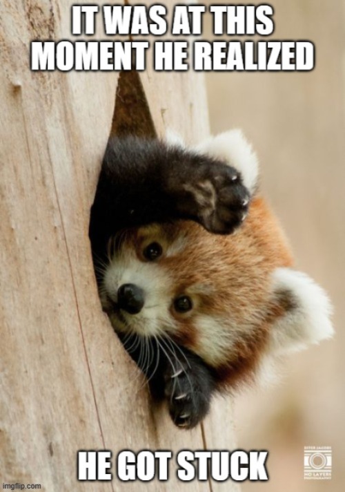 IT was at this moment he realized he got stuck | image tagged in memes,red panda,redpanda,meme,idontknow | made w/ Imgflip meme maker
