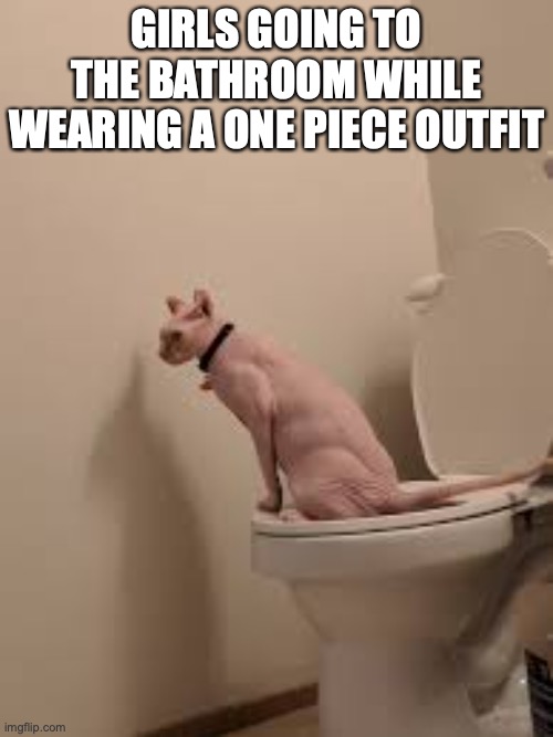 sphinx cat | GIRLS GOING TO THE BATHROOM WHILE WEARING A ONE PIECE OUTFIT | image tagged in funny | made w/ Imgflip meme maker