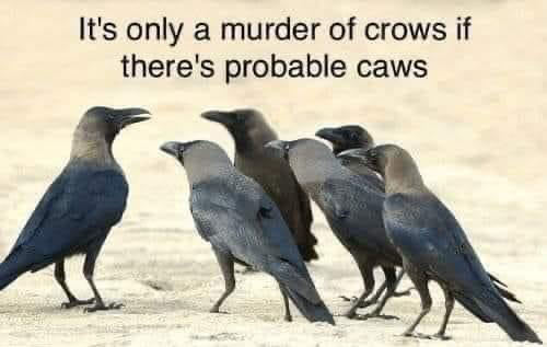 High Quality It’s only a murder of crows if there’s probable caws Blank Meme Template