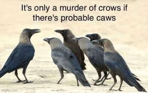 It’s only a murder of crows if there’s probable caws | image tagged in it s only a murder of crows if there s probable caws | made w/ Imgflip meme maker