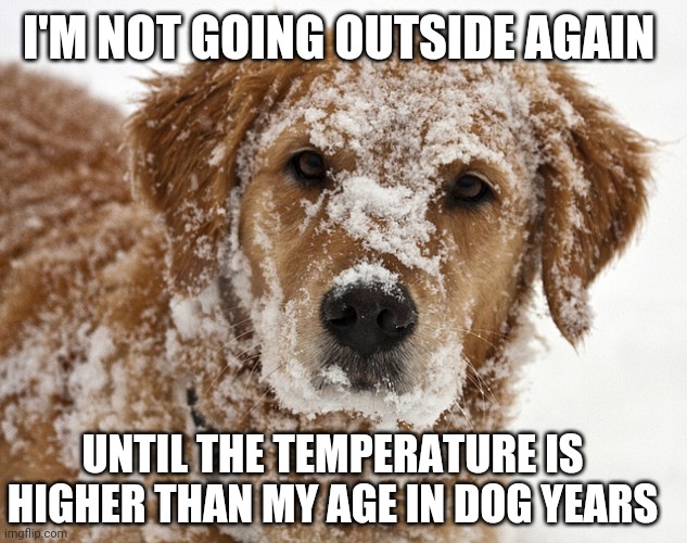 Baby it's Cold Outside | I'M NOT GOING OUTSIDE AGAIN; UNTIL THE TEMPERATURE IS HIGHER THAN MY AGE IN DOG YEARS | image tagged in dog in snow,baby it's cold outside,dogs,snow memes,dog in snow memes,funny dog memes | made w/ Imgflip meme maker