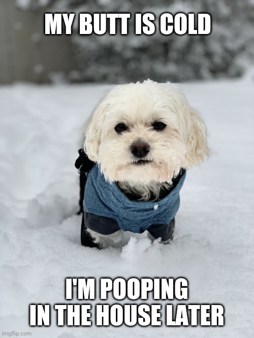 Cold Dog in Snow | MY BUTT IS COLD; I'M POOPING IN THE HOUSE LATER | image tagged in dog in the snow,dog in snow memes,cold weather memes,dog memes,dogs,poop memes | made w/ Imgflip meme maker