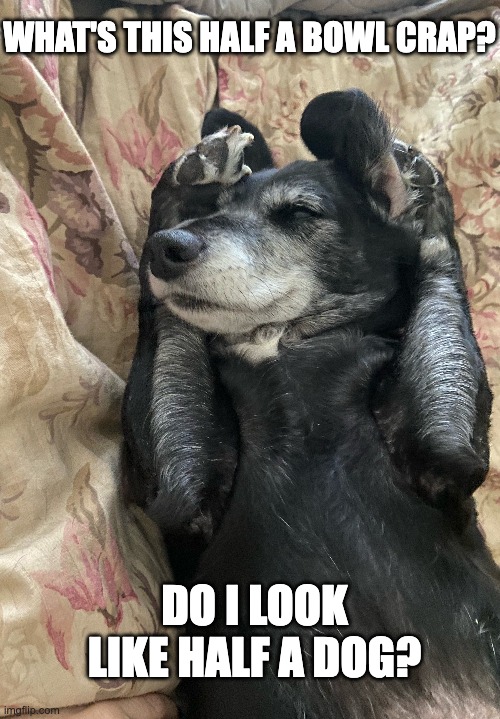 Half Dog | WHAT'S THIS HALF A BOWL CRAP? DO I LOOK LIKE HALF A DOG? | image tagged in dog | made w/ Imgflip meme maker