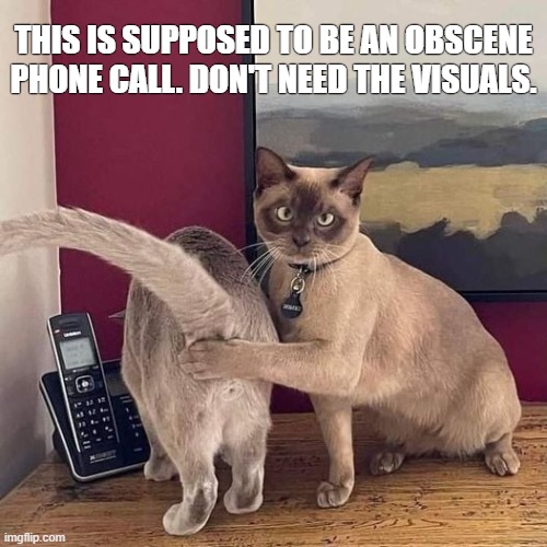 Obscene Cat Call | THIS IS SUPPOSED TO BE AN OBSCENE PHONE CALL. DON'T NEED THE VISUALS. | image tagged in cats,funny cats,phone call,tail,butt hole,ass | made w/ Imgflip meme maker