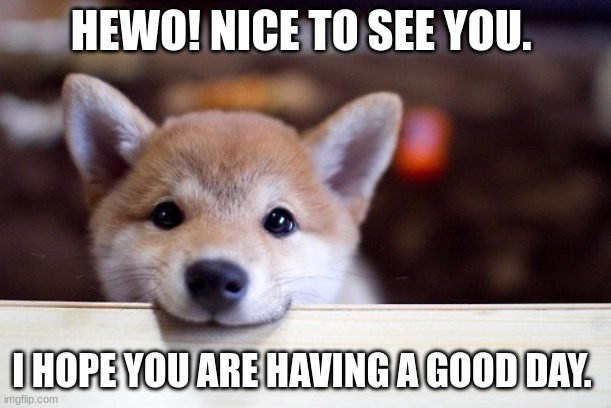 Hewo! | HEWO! NICE TO SEE YOU. I HOPE YOU ARE HAVING A GOOD DAY. | image tagged in cute dog,puppy love | made w/ Imgflip meme maker