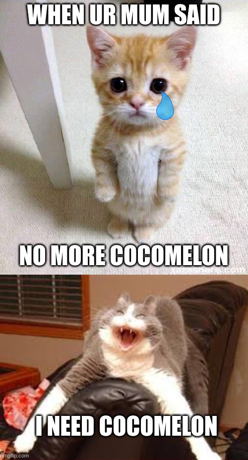 cats | WHEN UR MUM SAID; NO MORE COCOMELON; I NEED COCOMELON | image tagged in memes,cute cat | made w/ Imgflip meme maker