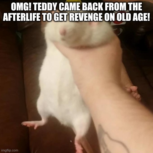 rat squish | OMG! TEDDY CAME BACK FROM THE AFTERLIFE TO GET REVENGE ON OLD AGE! | image tagged in rat squish | made w/ Imgflip meme maker