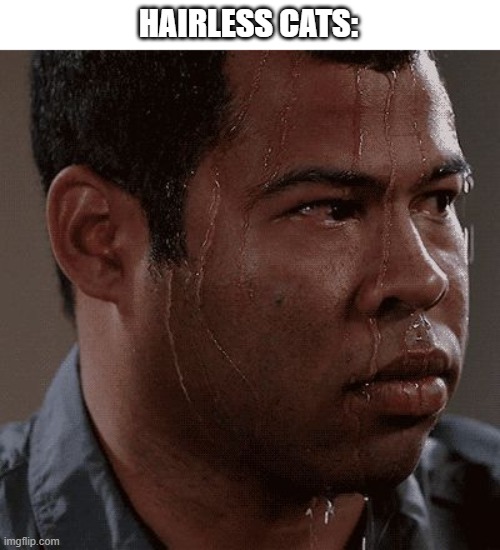 Sweaty tryhard | HAIRLESS CATS: | image tagged in sweaty tryhard | made w/ Imgflip meme maker