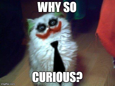 WHY SO CURIOUS? | image tagged in joker cat | made w/ Imgflip meme maker