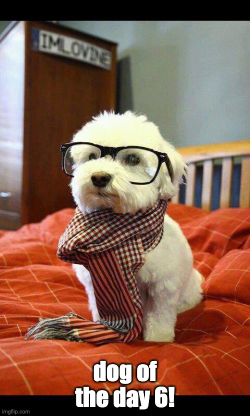 Intelligent Dog Meme | dog of the day 6! | image tagged in memes,intelligent dog,dogs | made w/ Imgflip meme maker