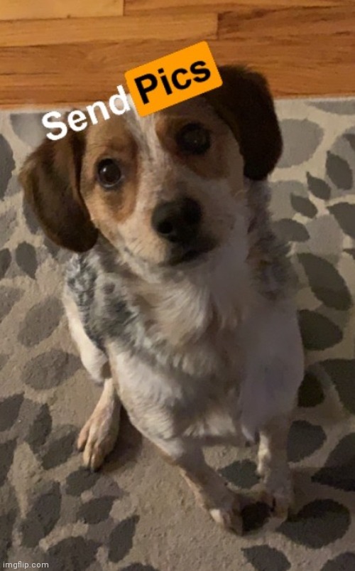Using fliters on my dog part 2 | made w/ Imgflip meme maker