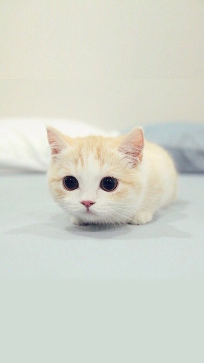 cute cat Blank Template - Imgflip