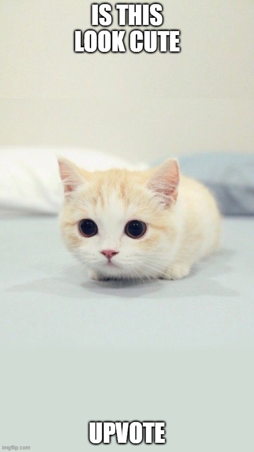 cute cat | IS THIS LOOK CUTE; UPVOTE | image tagged in cute cat | made w/ Imgflip meme maker