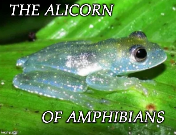 I love this template, NGL |  THE ALICORN; OF AMPHIBIANS | image tagged in sparkle frog,frog,cute | made w/ Imgflip meme maker