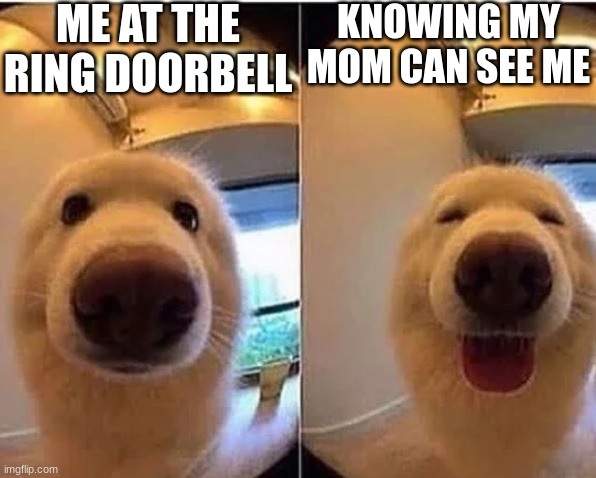 wholesome doggo | ME AT THE RING DOORBELL; KNOWING MY MOM CAN SEE ME | image tagged in wholesome doggo | made w/ Imgflip meme maker