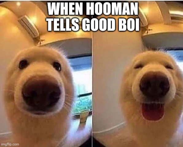 Cute | WHEN HOOMAN TELLS GOOD BOI | image tagged in wholesome doggo | made w/ Imgflip meme maker