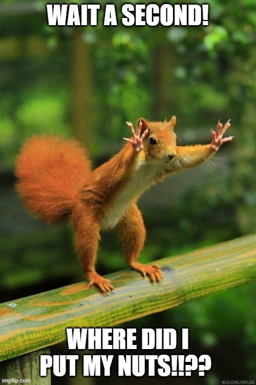 Wait a Minute Squirrel | WAIT A SECOND! WHERE DID I PUT MY NUTS!!?? | image tagged in wait a minute squirrel | made w/ Imgflip meme maker