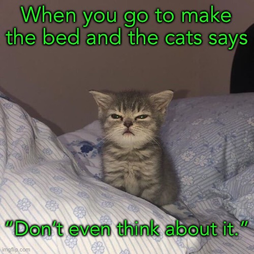 When you go to make the bed and the cats says; “Don’t even think about it.” | image tagged in funny cat memes,cat in the bed | made w/ Imgflip meme maker