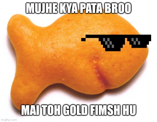 gold fish | MUJHE KYA PATA BROO; MAI TOH GOLD FIMSH HU | image tagged in gold fish | made w/ Imgflip meme maker