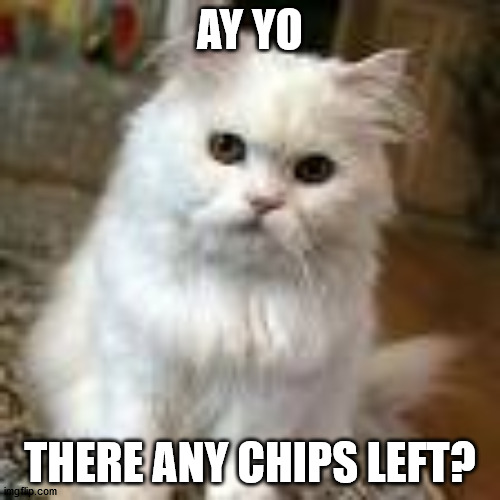 AY YO; THERE ANY CHIPS LEFT? | image tagged in cats | made w/ Imgflip meme maker