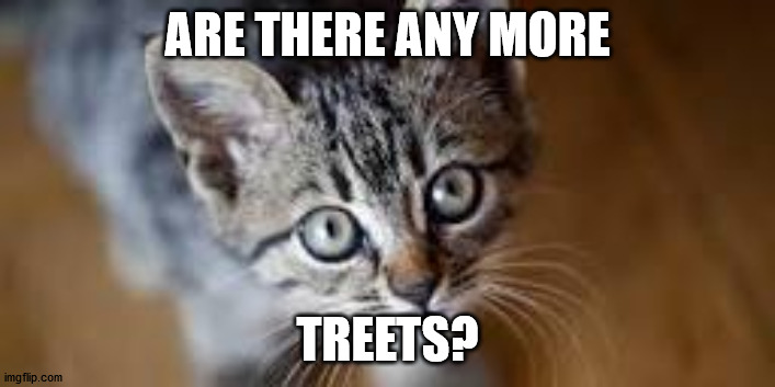 ARE THERE ANY MORE; TREETS? | image tagged in lolcats | made w/ Imgflip meme maker