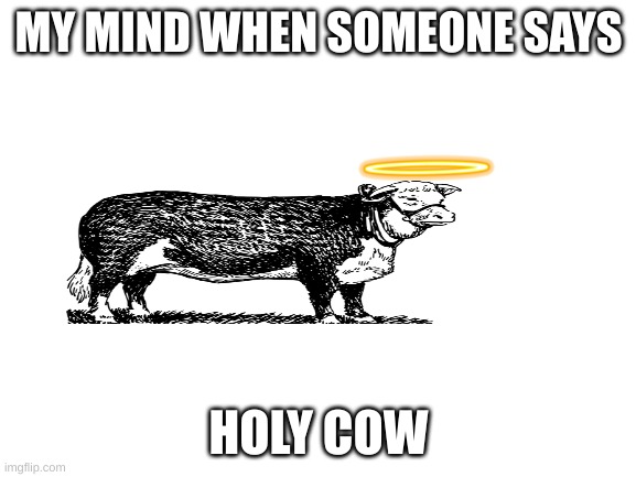 Blank White Template | MY MIND WHEN SOMEONE SAYS; HOLY COW | image tagged in blank white template | made w/ Imgflip meme maker