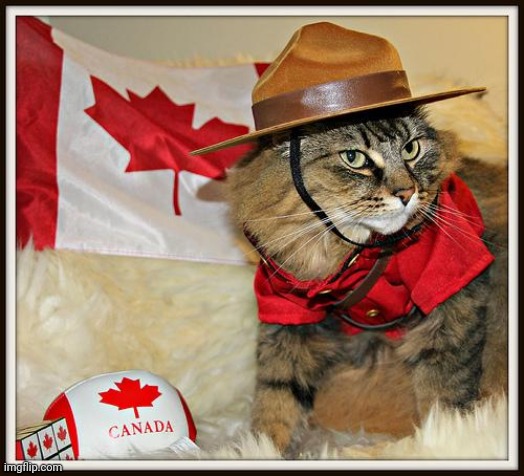 Canada Cat | image tagged in canada cat | made w/ Imgflip meme maker