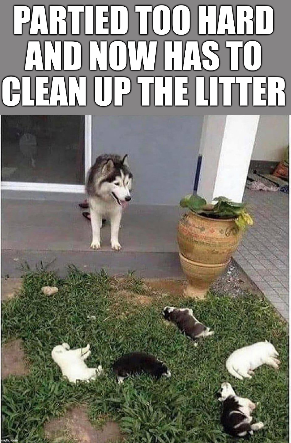 PARTIED TOO HARD AND NOW HAS TO CLEAN UP THE LITTER | image tagged in eye roll | made w/ Imgflip meme maker