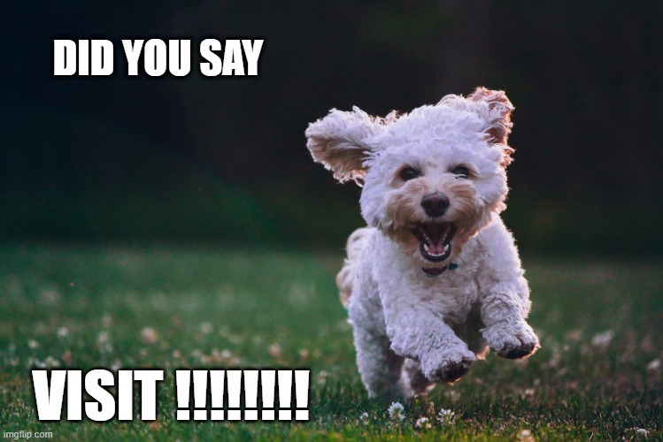 excited about visiting | DID YOU SAY; VISIT !!!!!!!! | image tagged in dog | made w/ Imgflip meme maker