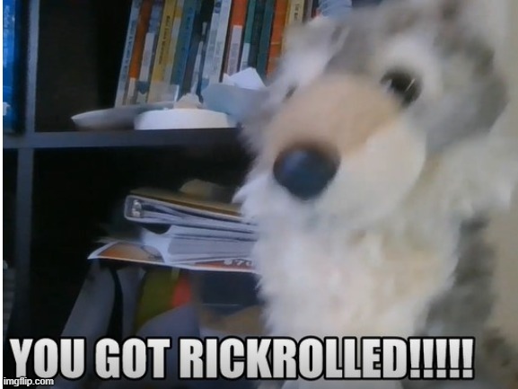 You got Rickrolled by my wolf stuffed FSR (her name is Liberty) | image tagged in wolf,rickrolled,stuffed animal | made w/ Imgflip meme maker