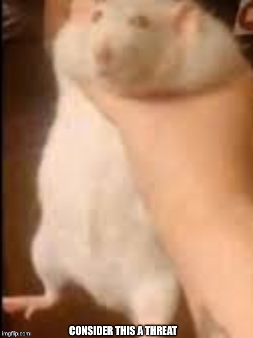 Man holding hamster | CONSIDER THIS A THREAT | image tagged in man holding hamster | made w/ Imgflip meme maker