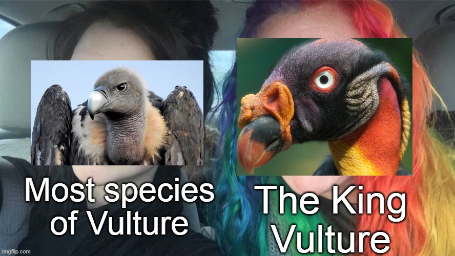 Vultures | The King Vulture; Most species of Vulture | image tagged in rainbow hair and goth,birds,animals,vultures,science,Ornithology | made w/ Imgflip meme maker