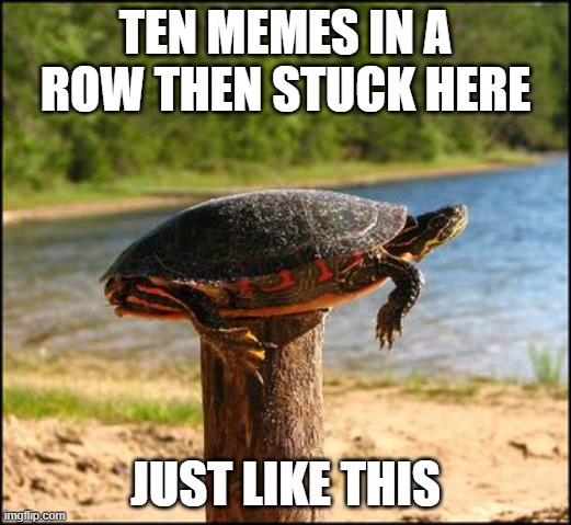 ten meme rules | TEN MEMES IN A ROW THEN STUCK HERE; JUST LIKE THIS | image tagged in post turtle | made w/ Imgflip meme maker