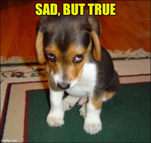 guilty puppy | SAD, BUT TRUE | image tagged in guilty puppy | made w/ Imgflip meme maker