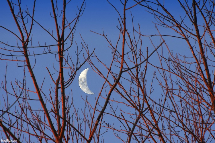 moon through the trees at sunrise | image tagged in moon,trees | made w/ Imgflip meme maker