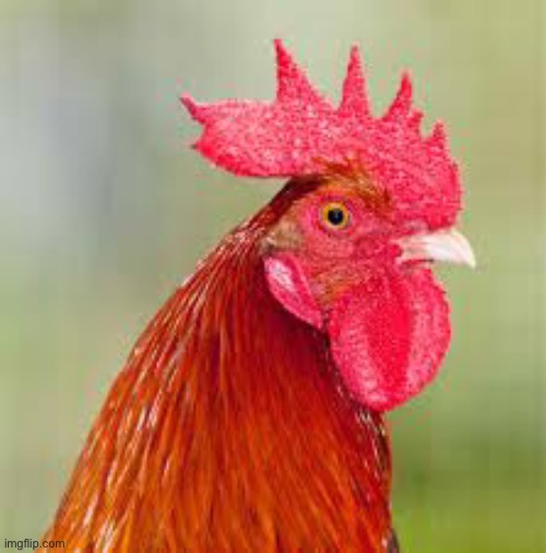 rooster | image tagged in rooster | made w/ Imgflip meme maker