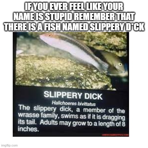 IF YOU EVER FEEL LIKE YOUR NAME IS STUPID REMEMBER THAT THERE IS A FISH NAMED SLIPPERY D*CK | image tagged in blank white template,blank transparent square,memes,funny memes,fish,fishing | made w/ Imgflip meme maker