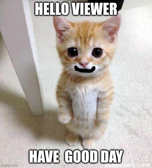heres something nice for once :) | HELLO VIEWER; HAVE  GOOD DAY | image tagged in memes,cute cat | made w/ Imgflip meme maker