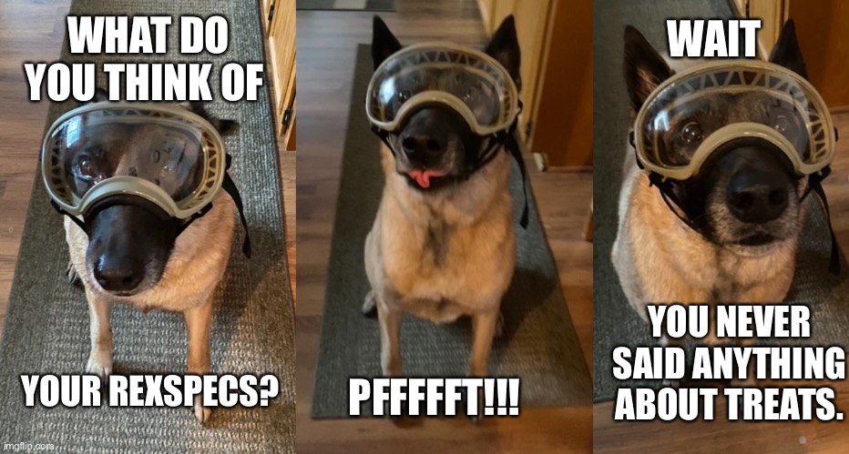 #Belgian Malinois RexSpecs | WHAT DO YOU THINK OF; WAIT; YOU NEVER SAID ANYTHING ABOUT TREATS. YOUR REXSPECS? PFFFFFT!!! | image tagged in funny | made w/ Imgflip meme maker