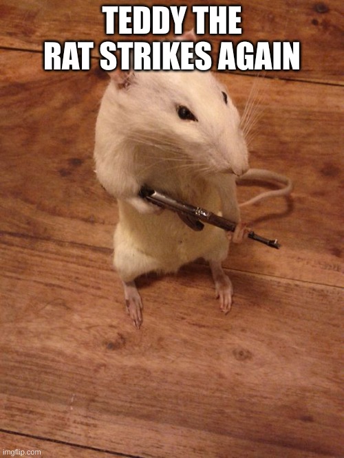 Rebellious Rat | TEDDY THE RAT STRIKES AGAIN | image tagged in rebellious rat | made w/ Imgflip meme maker