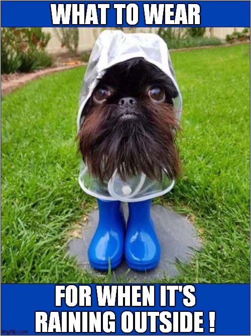 Doesn't Want To Be A Soggy Doggy ! | WHAT TO WEAR; FOR WHEN IT'S RAINING OUTSIDE ! | image tagged in dogs,clothing,raining | made w/ Imgflip meme maker