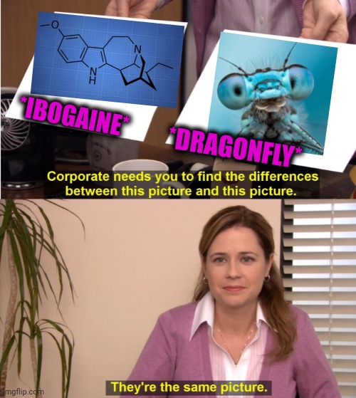 -Flying over rivers. | *IBOGAINE*; *DRAGONFLY* | image tagged in memes,they're the same picture,dragon,fly,chemistry,plant | made w/ Imgflip meme maker