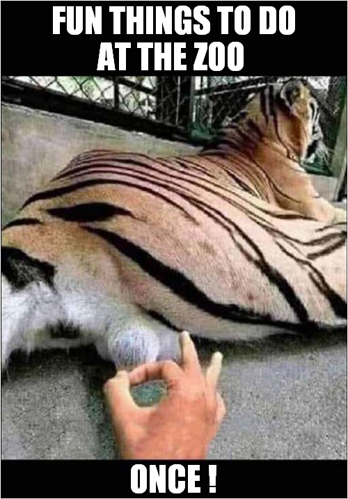Do You Like To Live Dangerously ? | FUN THINGS TO DO
AT THE ZOO; ONCE ! | image tagged in tigers,testicles,i too like to live dangerously,zoo | made w/ Imgflip meme maker