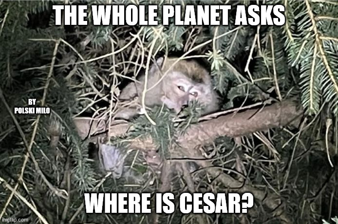 cesar | THE WHOLE PLANET ASKS; BY POLSKI MILO; WHERE IS CESAR? | image tagged in funny meme | made w/ Imgflip meme maker