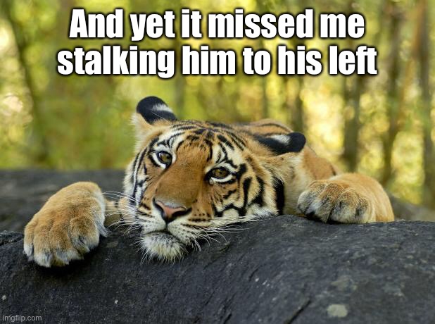 Confession Tiger | And yet it missed me stalking him to his left | image tagged in confession tiger | made w/ Imgflip meme maker