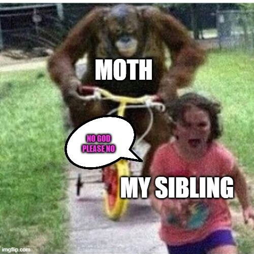 My Sibling vs. Moth | MOTH; NO GOD PLEASE NO; MY SIBLING | image tagged in ape on bike | made w/ Imgflip meme maker